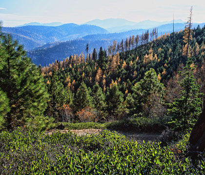 1960 Anthony fire area - 1993